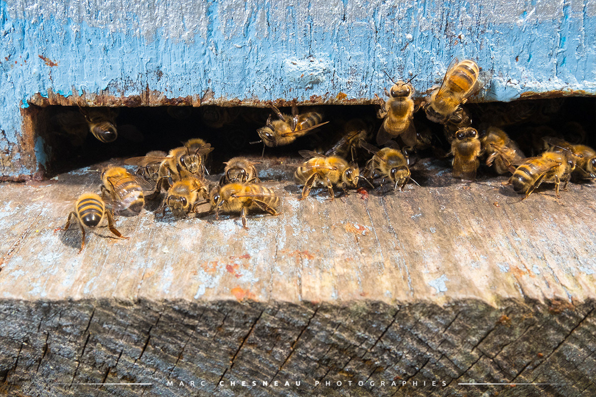 Entrée d'une ruche et ses abeilles | Marc Chesneau Photographe