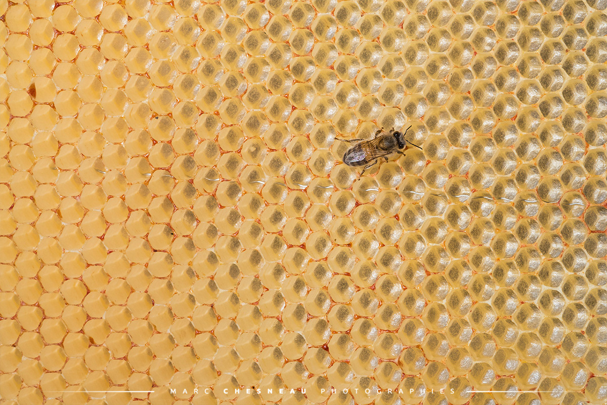 Une abeille sur une alvéole de cire | Marc Chesneau Photographe