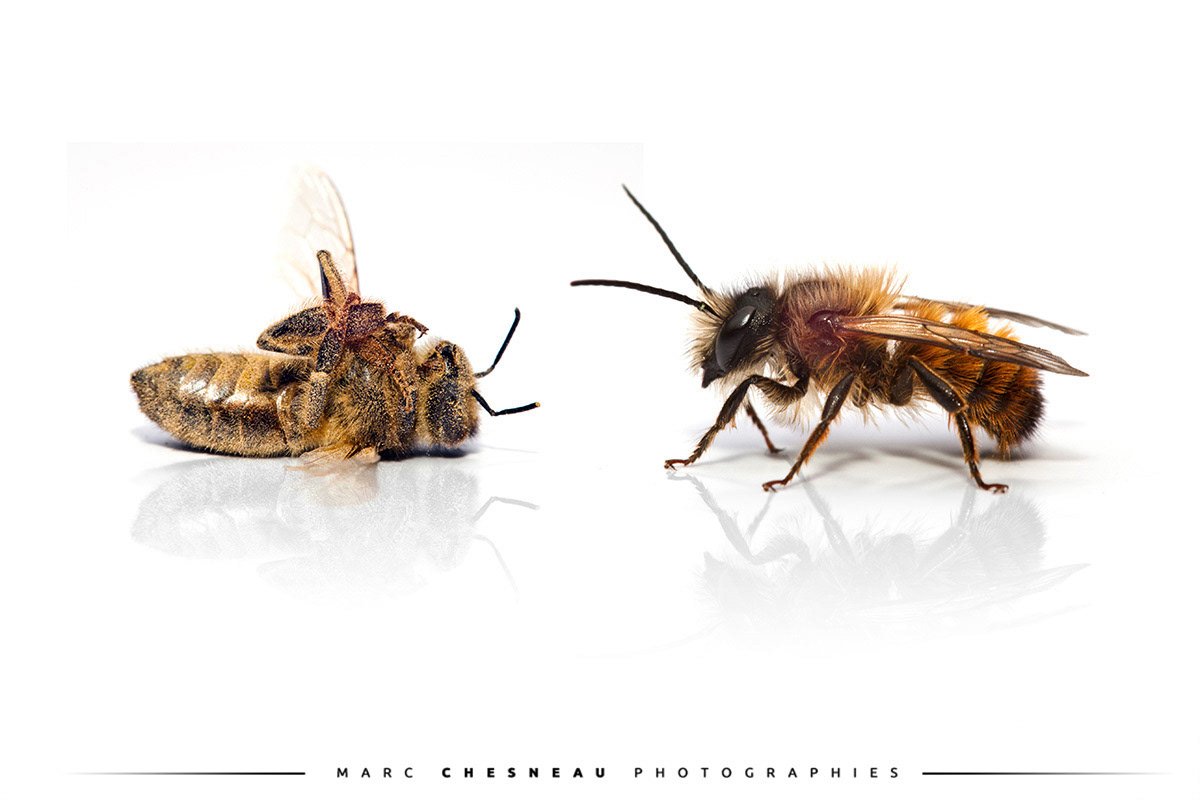 Concept de la vie et mort d'une abeille | Marc Chesneau Photographe