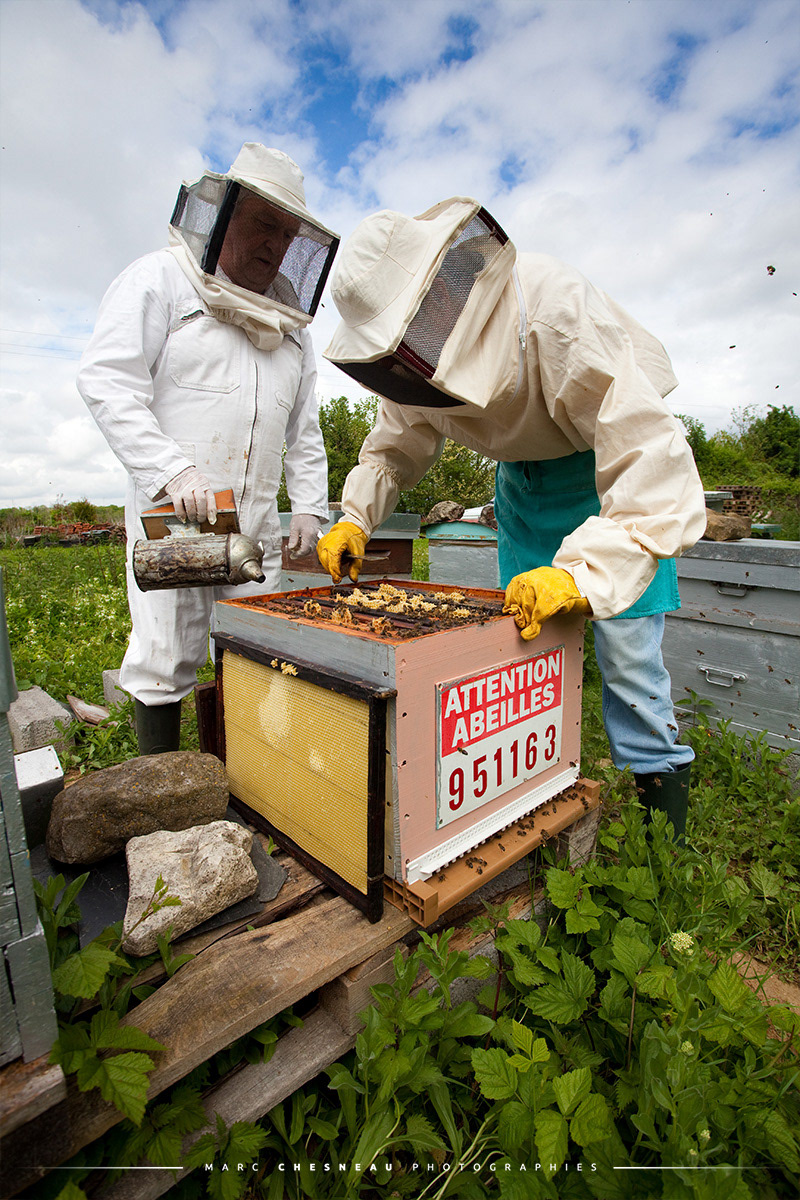 Apiculteur qui ouvre une ruche | Marc Chesneau Photographe