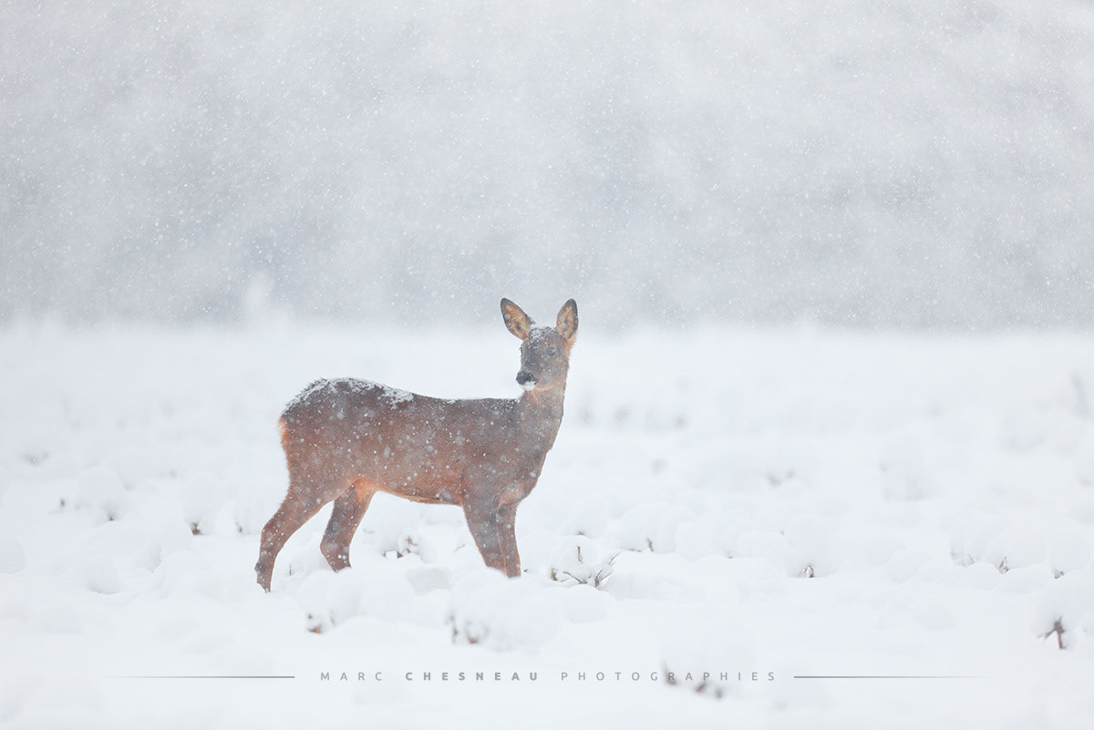 Une chevrette sous la neige © Marc Chesneau