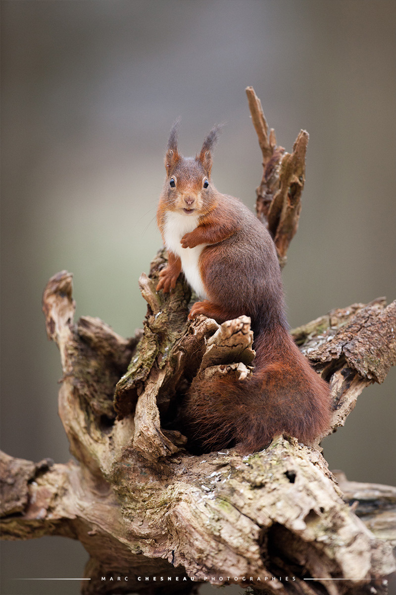 Le très curieux et mignon écureuil roux sur une souche © Marc Chesneau