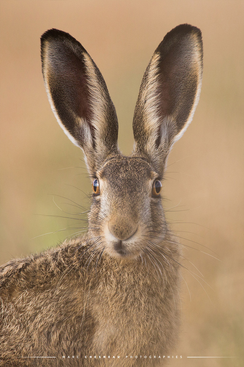 Le lièvre et ses grandes oreilles dressées © Marc Chesneau