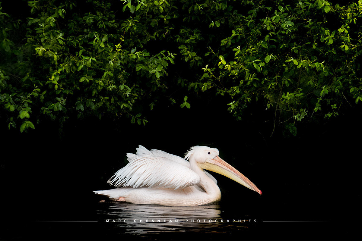 Un pélican blanc en bordure d'étang © Marc Chesneau