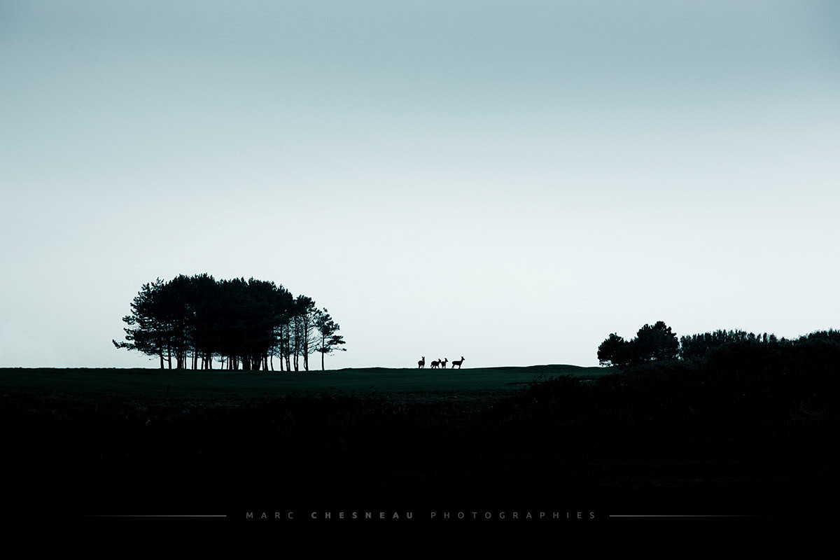 Silhouette de chevreuils à l'horizon © Marc Chesneau
