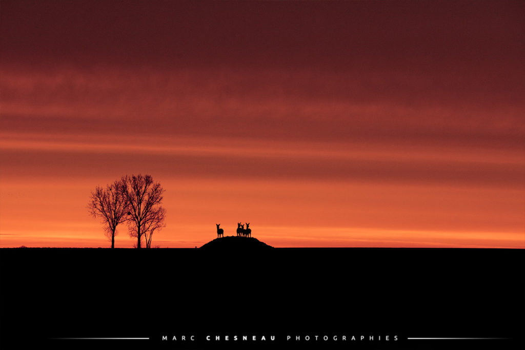 Ciel rouge orangé d'un matin d'hiver dans le Parc National Régional du Vexin français
