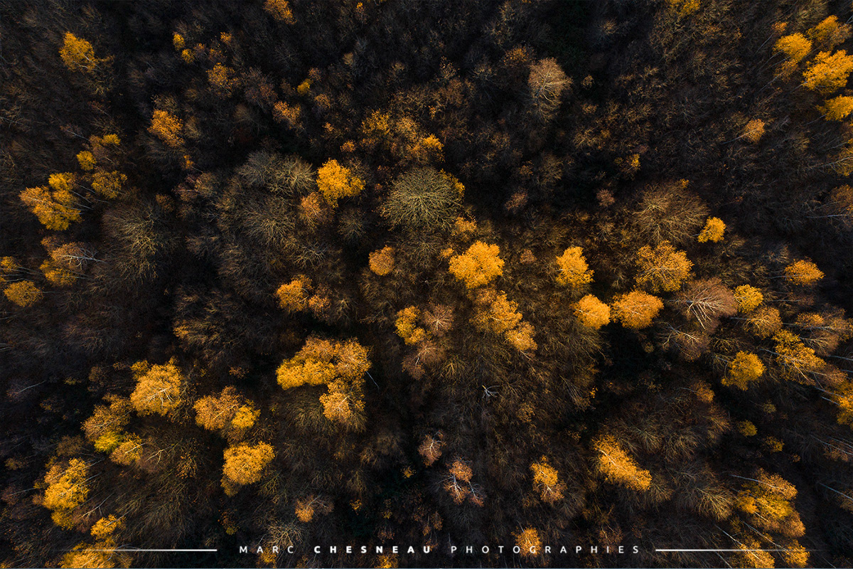 Une forêt en automne en vue aérienne par drone - Marc Chesneau photographie