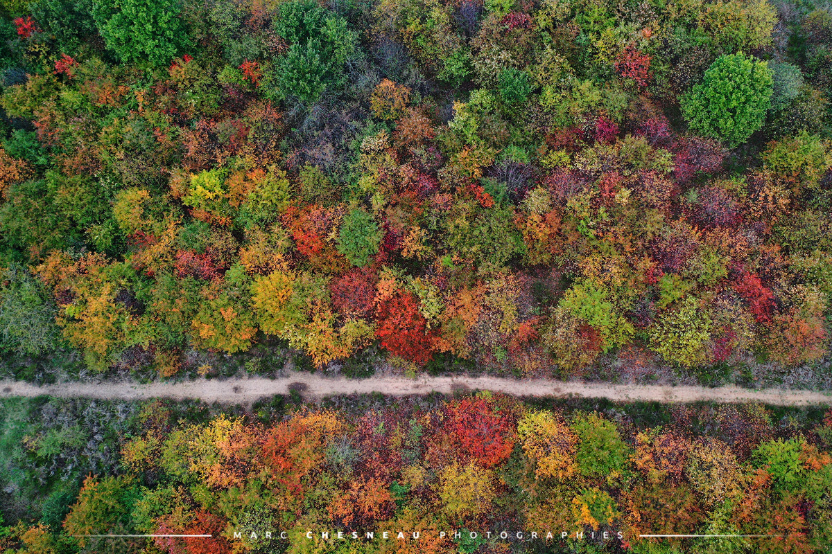 Une forêt en automne en vue aérienne - Marc Chesneau photographie