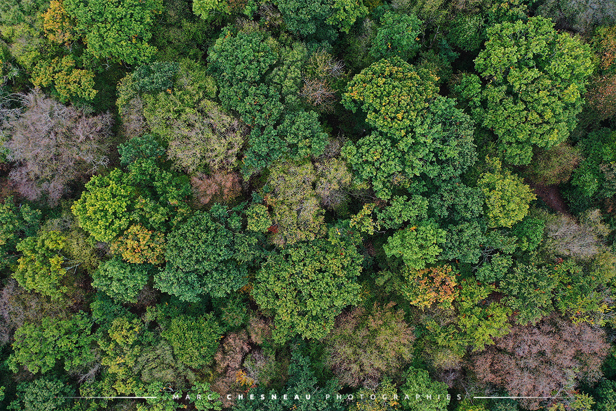 Une forêt au printemps en vue aérienne - Marc Chesneau photographie