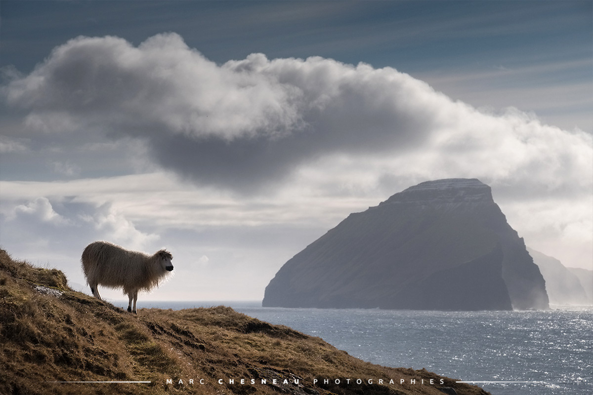 îles Féroé Mouton shetland et silhouette de Koltur - Marc Chesneau photographie