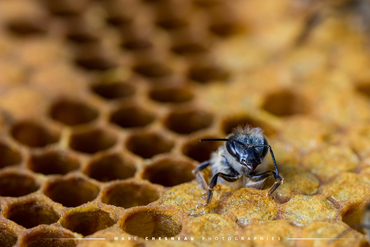 Naissance d'une abeille [ Marc Chesneau Photographe
