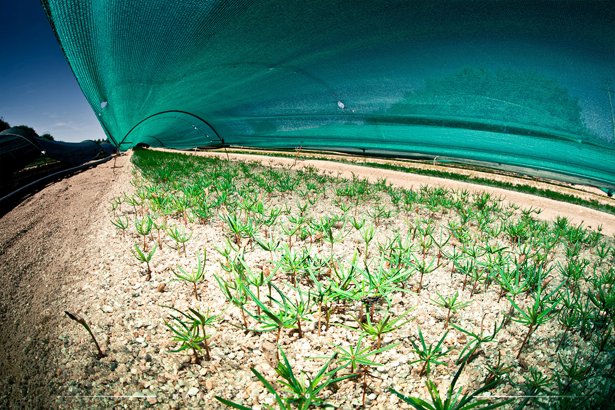 Premières percées des jeunes pousses de sapins de noël dans le morvan en "nurserie" | Marc Chesneau Photographe