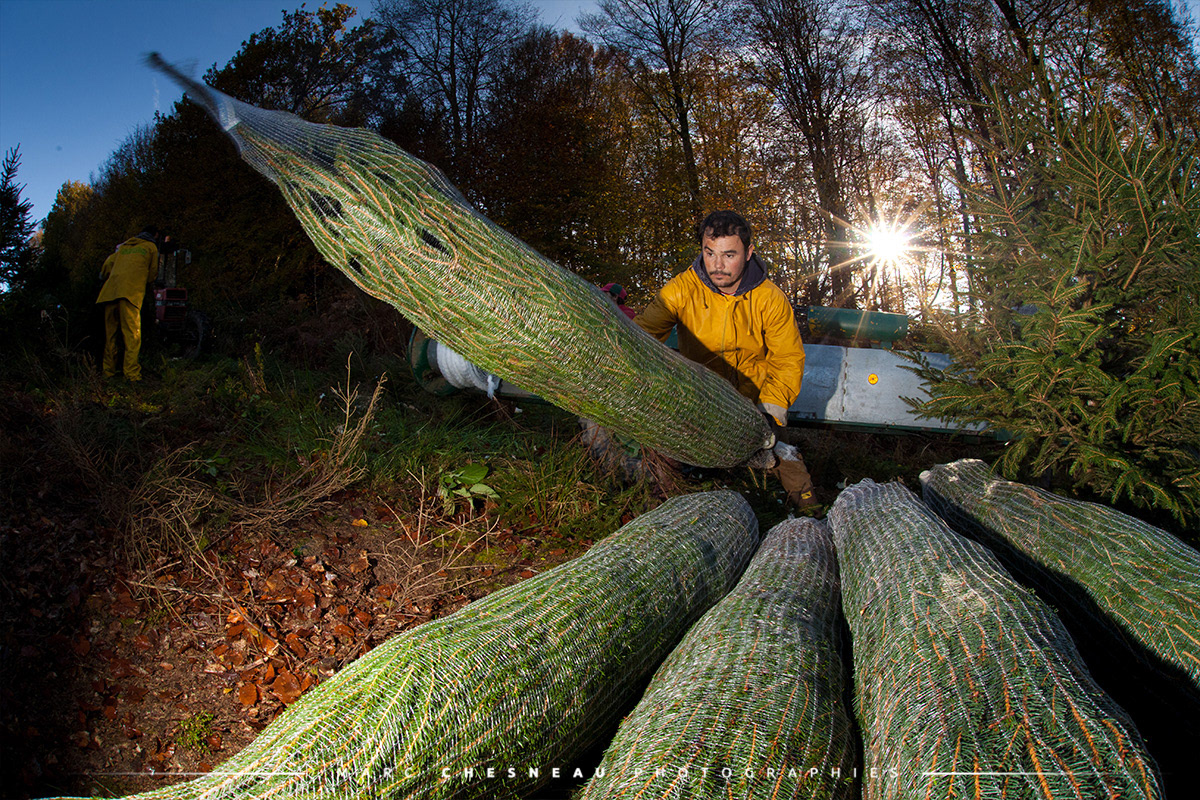 Mise sous filet des sapins de noël dans le Morvan | Marc Chesneau photographe