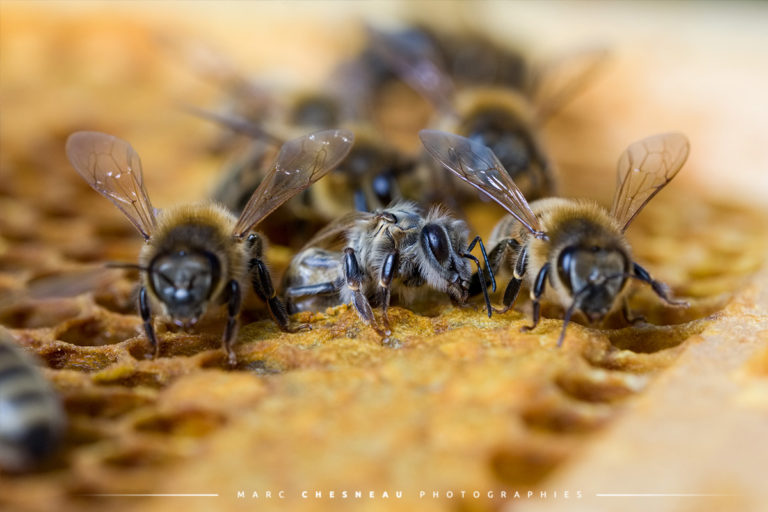 Naissance D Une Abeille Marc Chesneau Photographie