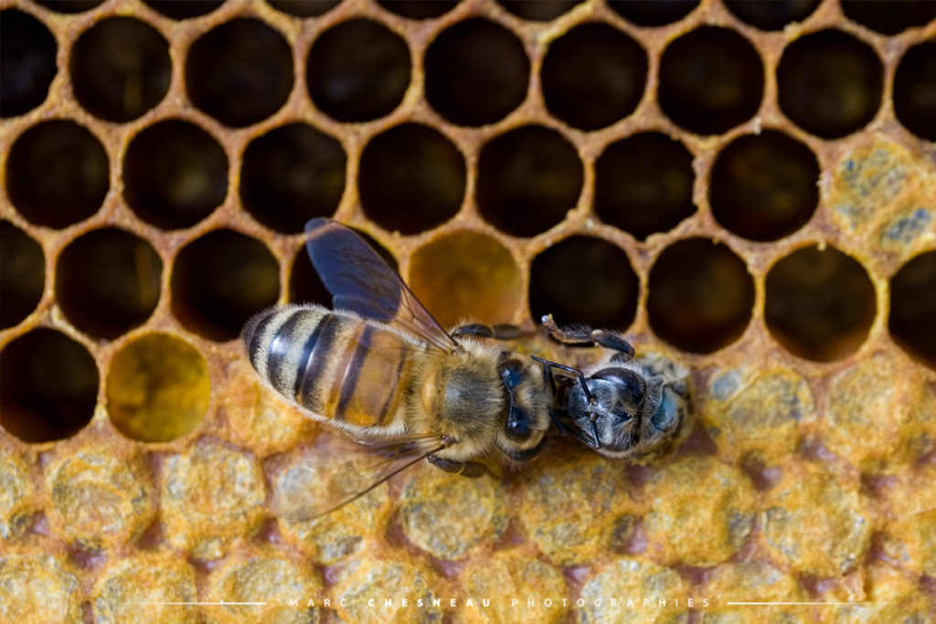 Marc Chesneau Photographe - Naissance d'une abeille Buckfast