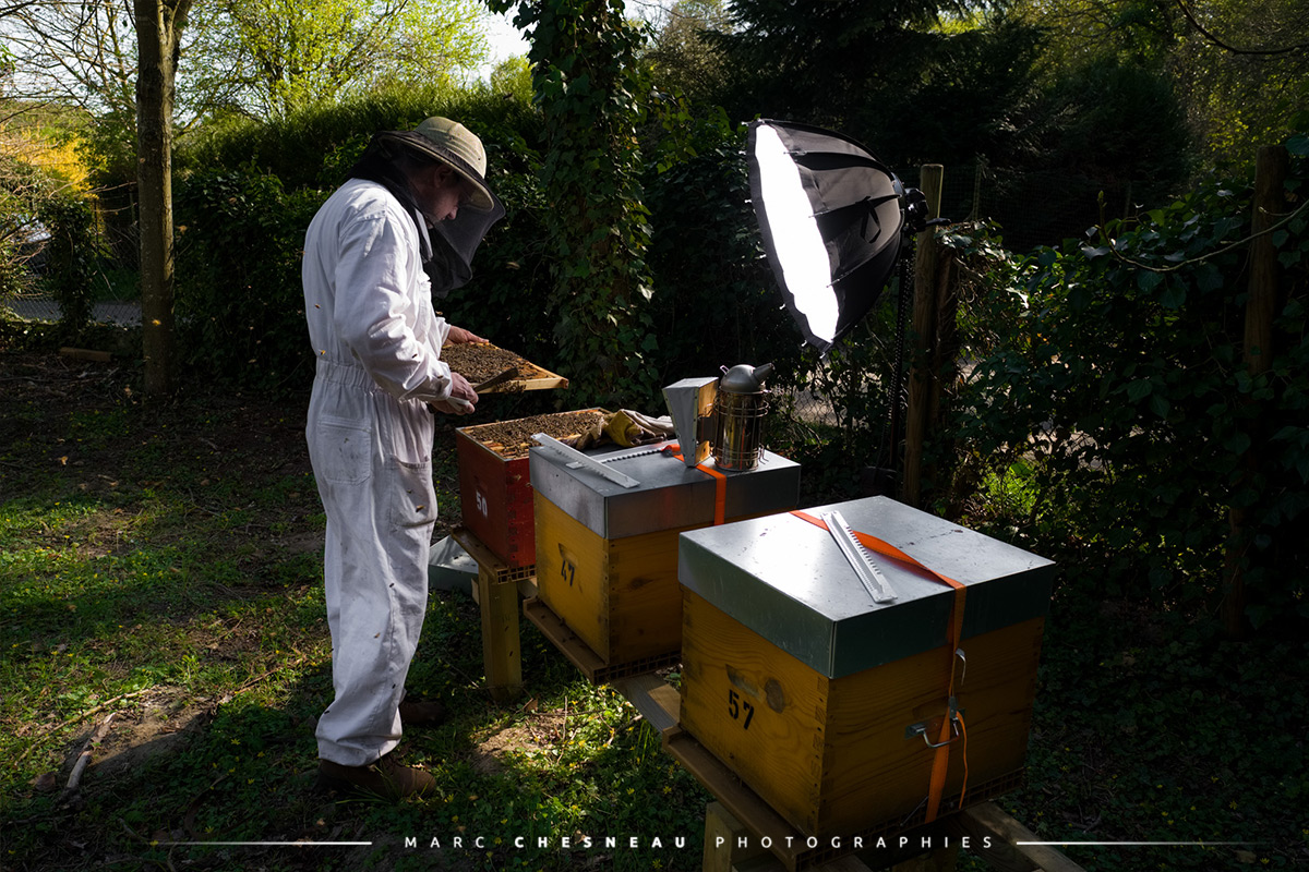 Marc Chesneau Photographe - Naissance d'une abeille Buckfast
