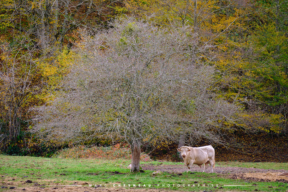 La vache charolaise et l'arbre - Morvan | Marc Chesneau Photographe