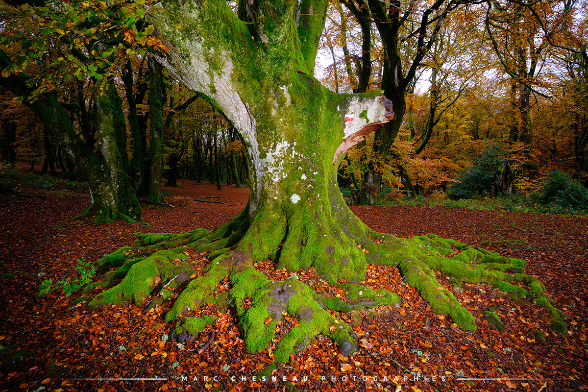 Vieux hêtre dans les forêts du Morvan en automne | Marc Chesneau Photographe