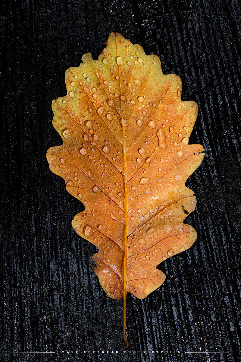Une feuille de Chêne en automne | Marc Chesneau Photographe