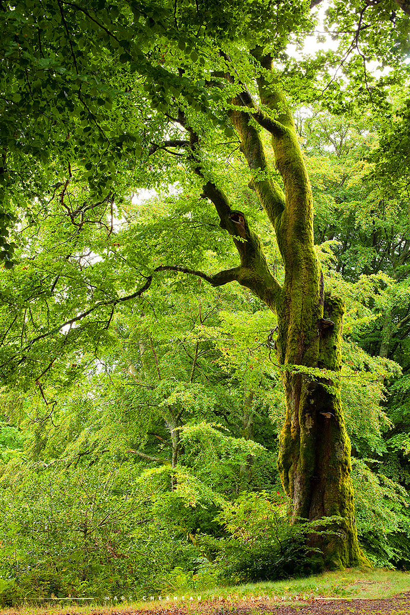 Vieux hêtre dans les forêts du Morvan | Marc Chesneau Photographe
