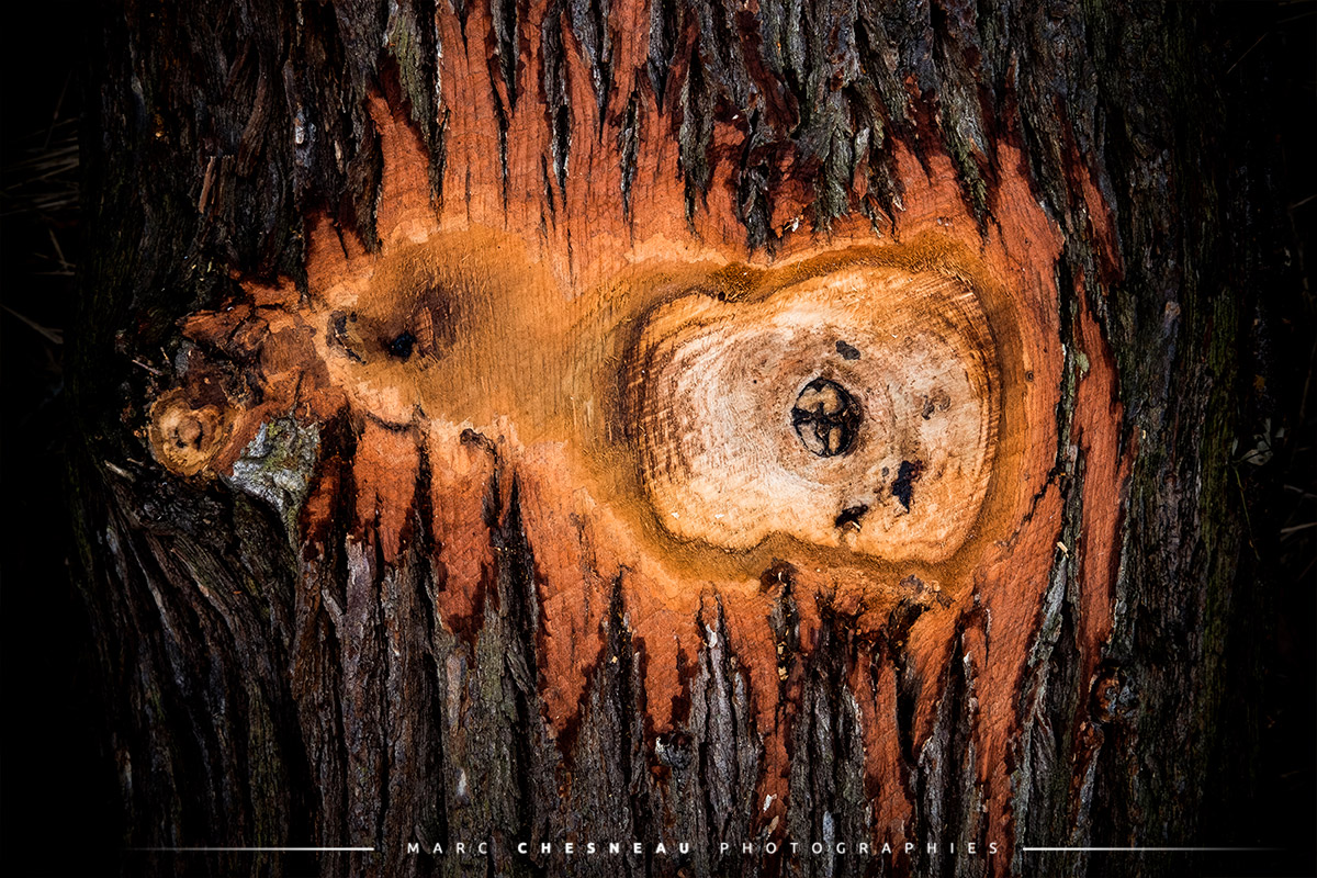 Une écorce écorchée en forêt - Nature Morvan | Marc Chesneau Photographe