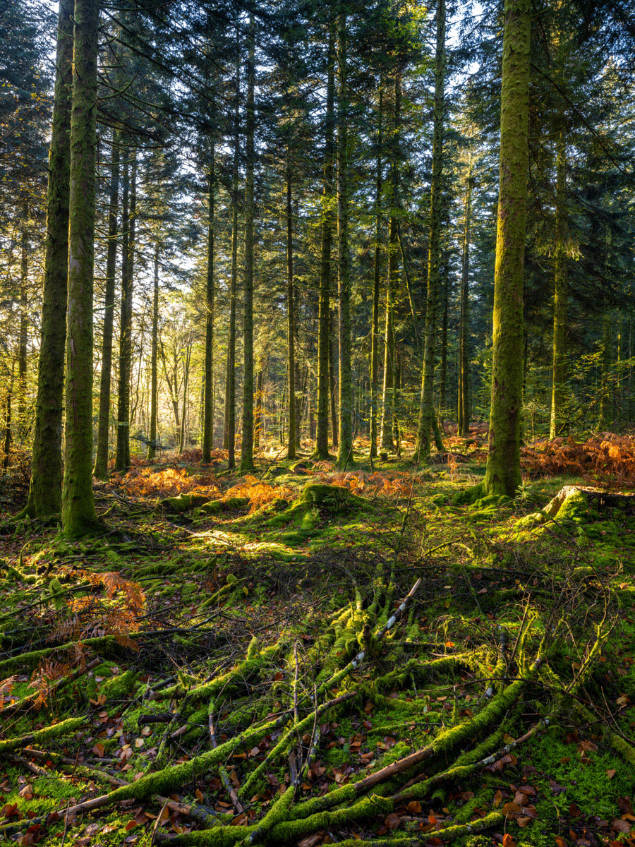 Une ambiance forestière en sous-bois de forêt de conifère dans le Morvan