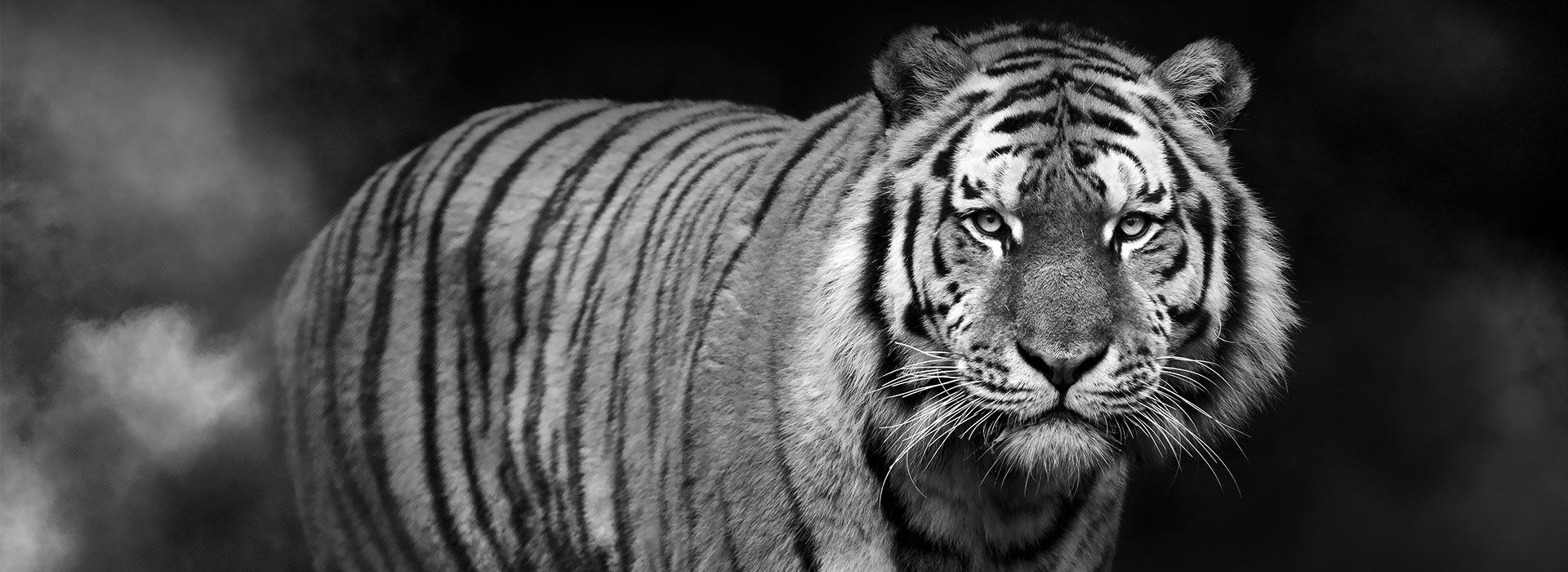 Banner Tigre Dans La Brume Tirage Rc