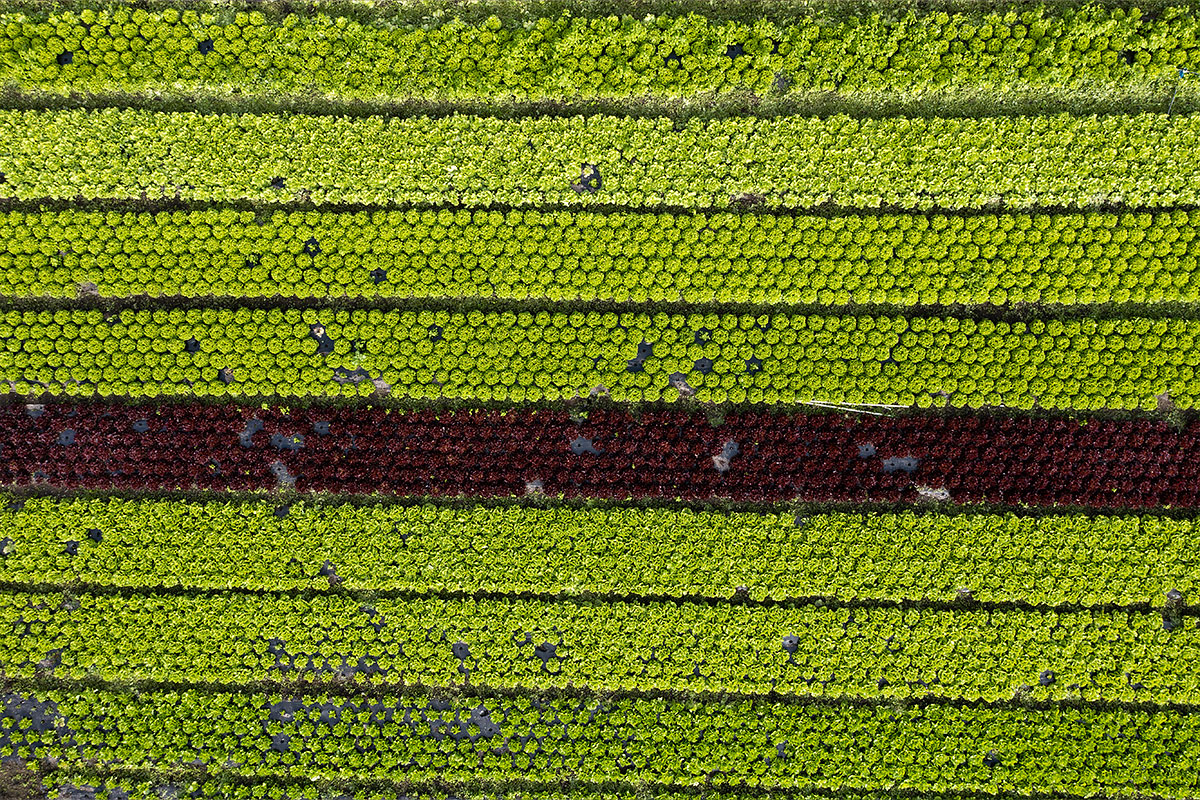 Vallee De La Somme Jardin Salade Amiens@marc Chesneau Photographie