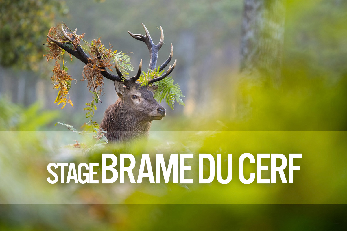 Stage Brame Cerf Vignette