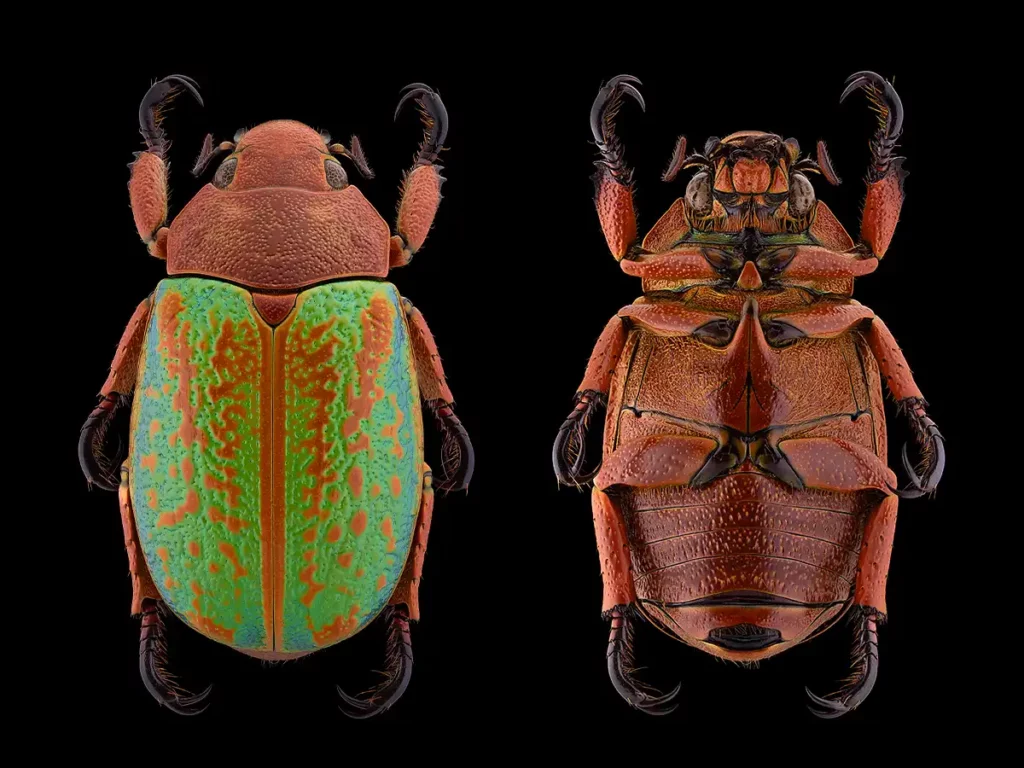 Un coleoptère Chrysina Victorina Mexique
