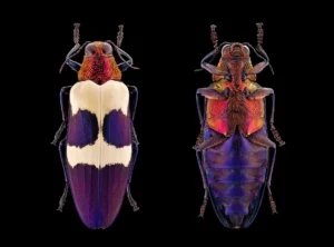 Un coléoptère Chrysochroa buqueti rugicollis mâle