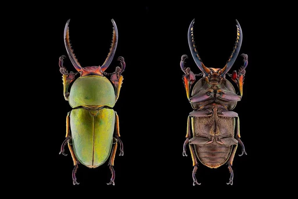 lamprima adolphinae indonesie