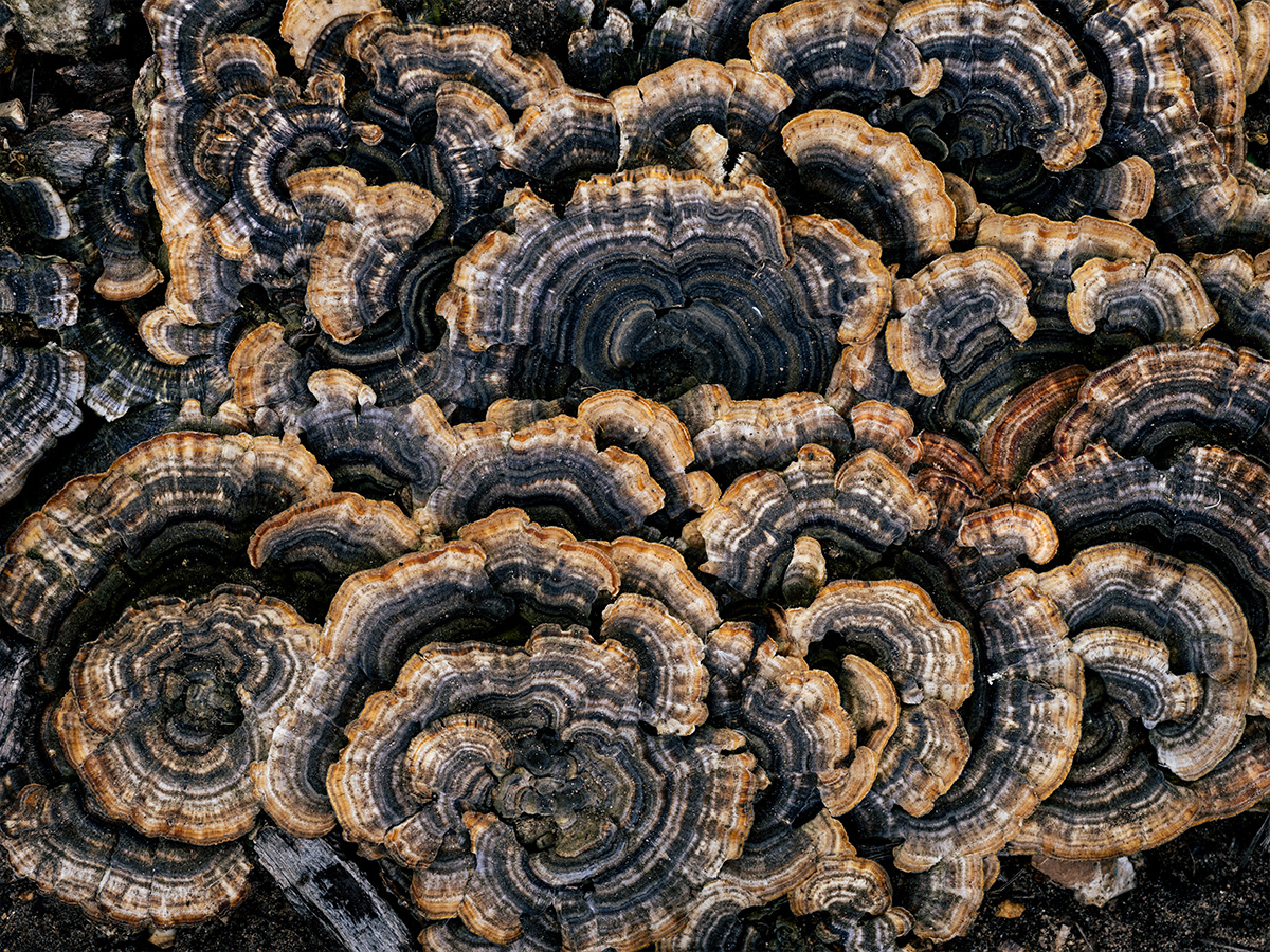 Champignons Polypore Versicolore