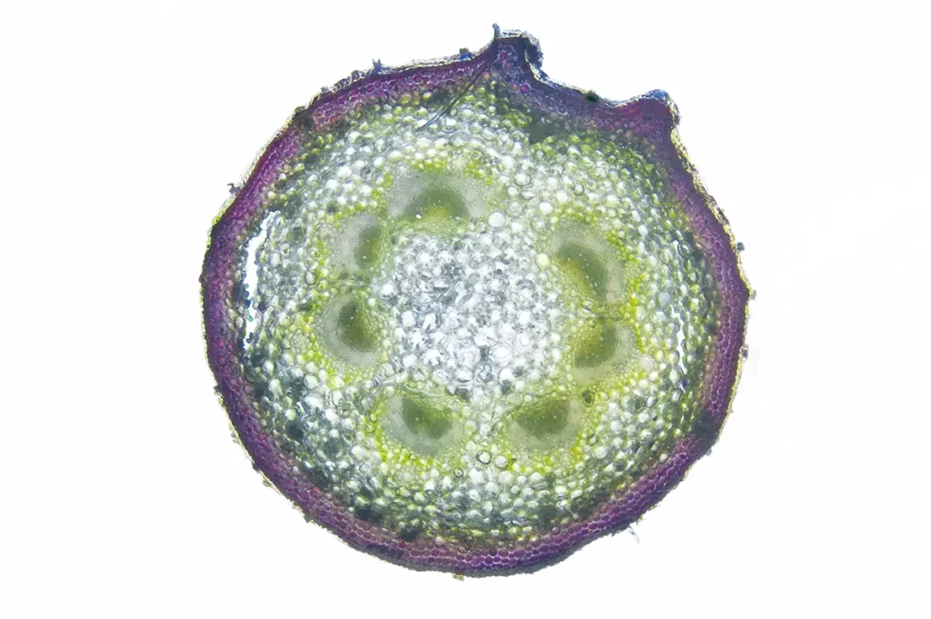 Coupe De Tige De Feuille De Lierre Au Microscopie X50 (c)marc Chesneau