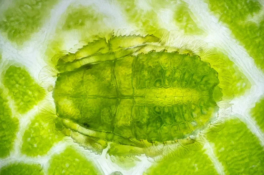 acarien Vasates aceris crumena Marc Chesneau
