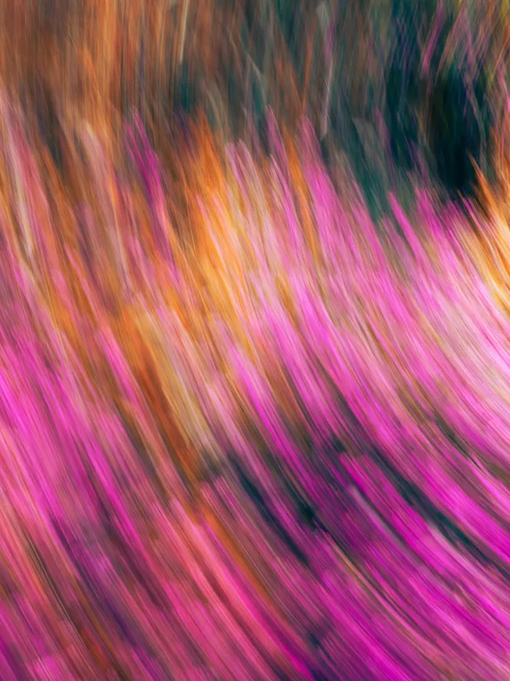 Vibrations Pourpres de Bruyère