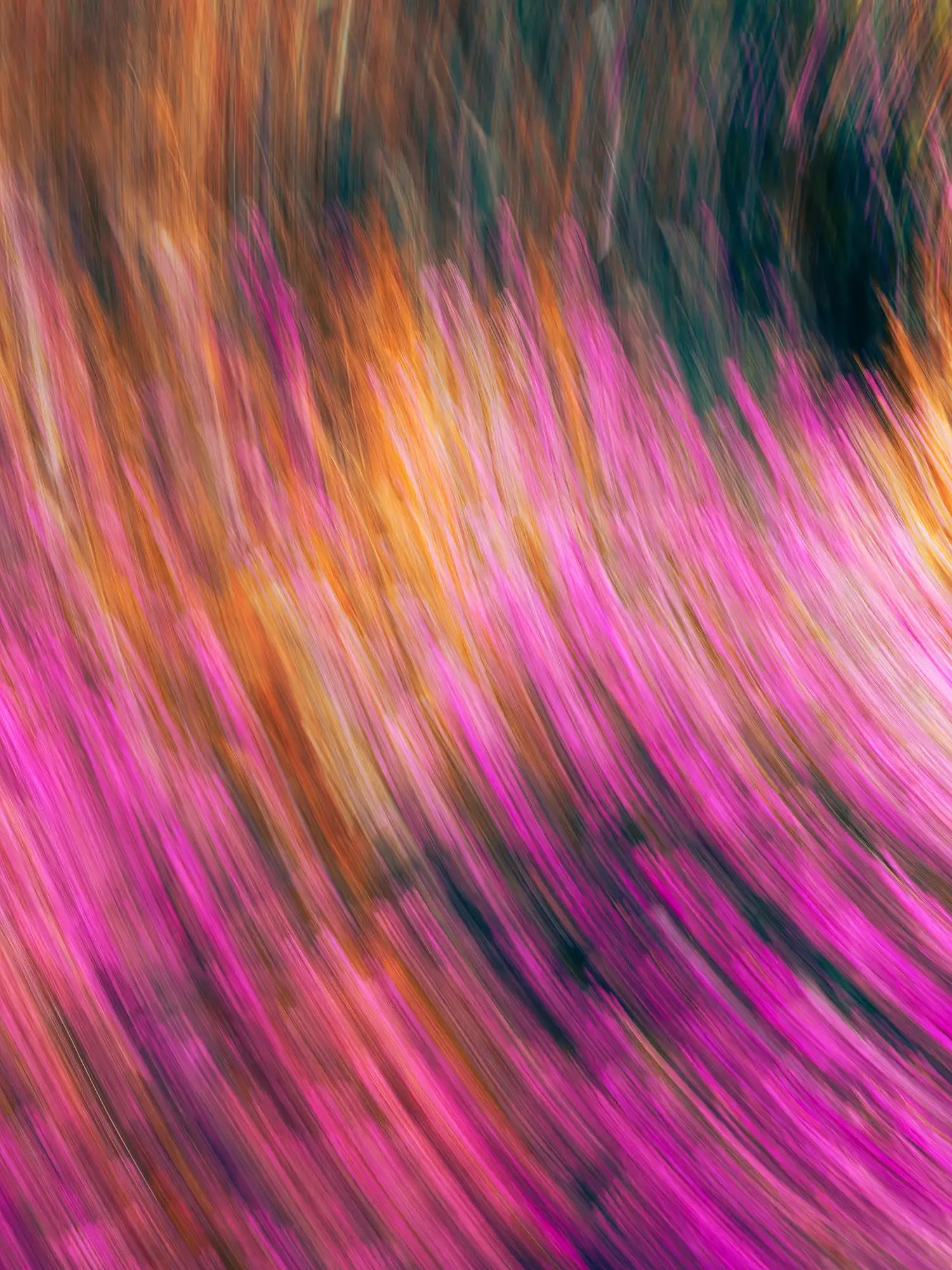 Vibrations Pourpres de Bruyère