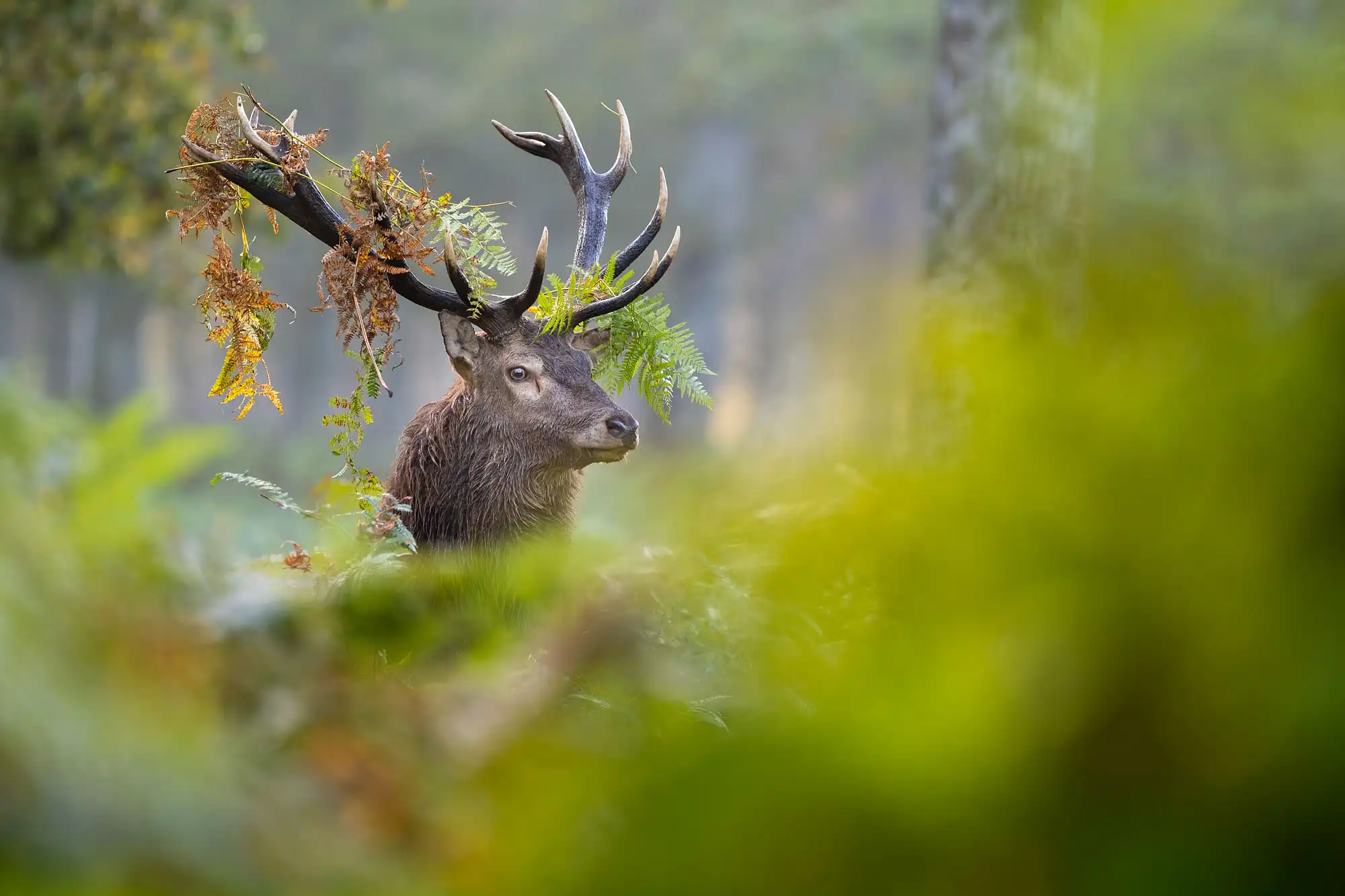 Un Cerf élaphe coiffé de fougères
