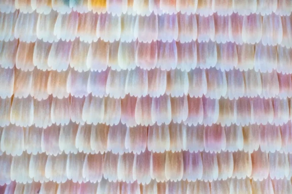 Chromatisme organique