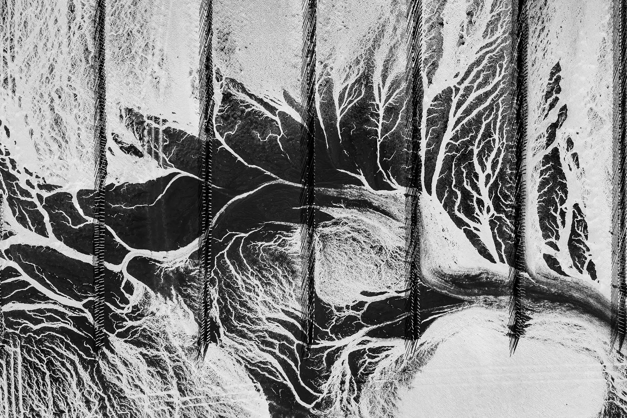 Composition graphique d&rsquo;algues en Bretagne