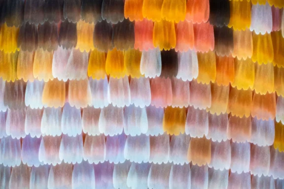 Architecture de Soie