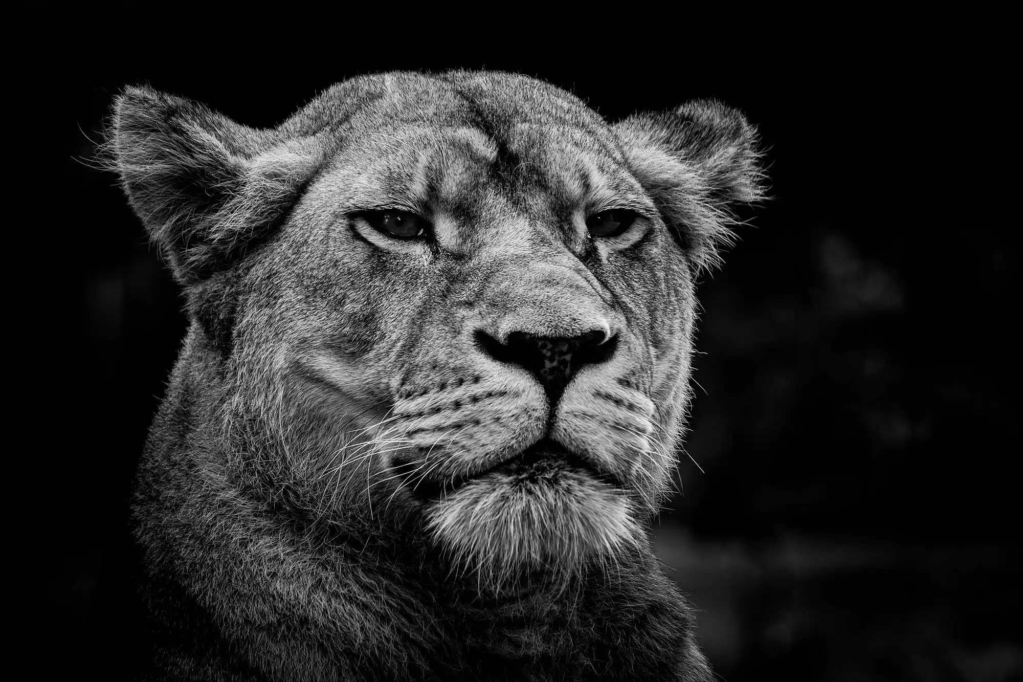 La lionne et l&rsquo;âme de la guerrière