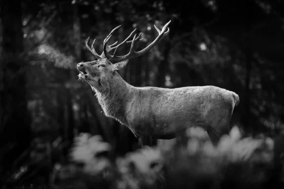 Le souffle du brame du cerf
