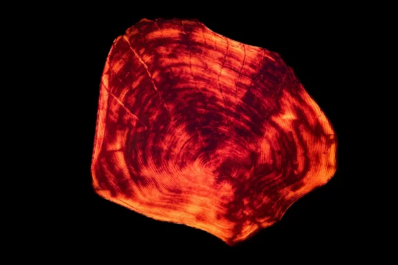 Mémoire d&rsquo;eau et de bois