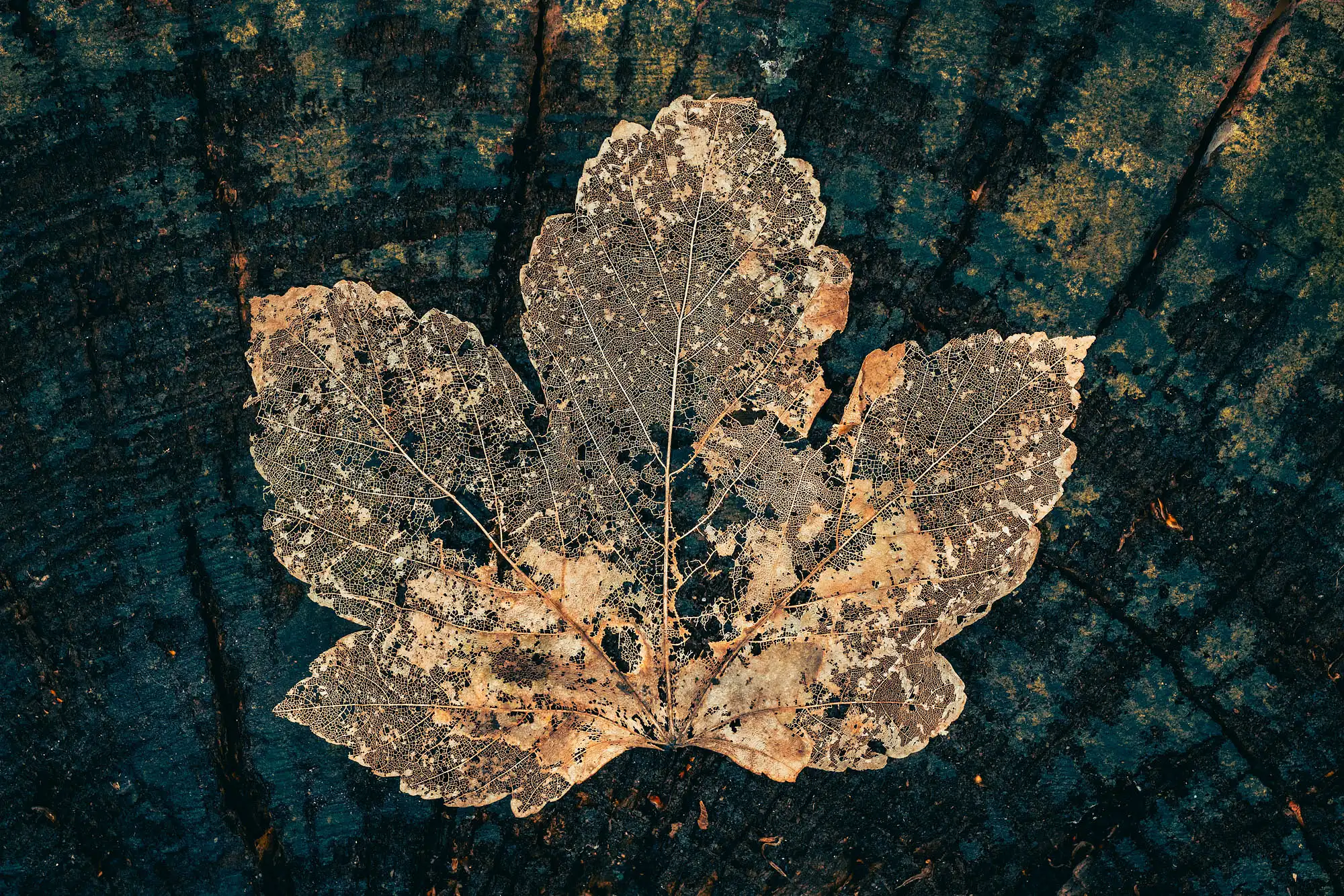 Mémoire d&rsquo;Érable