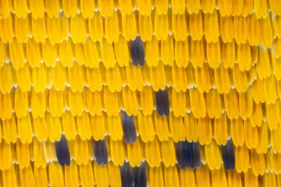 Micro mosaïque d&rsquo;écaille de papillon Dryas iulia