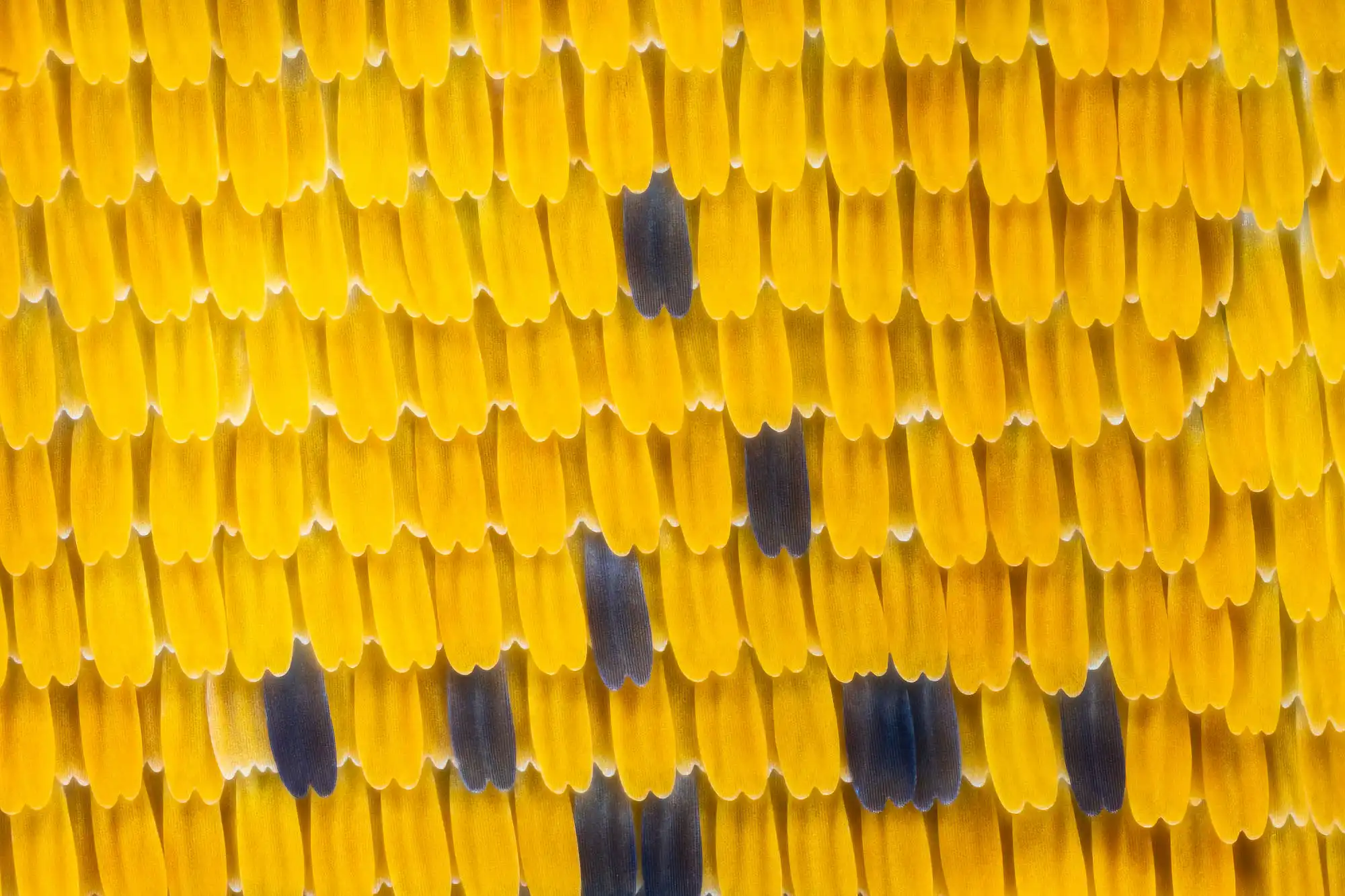 Micro mosaïque d&rsquo;écaille de papillon Dryas iulia