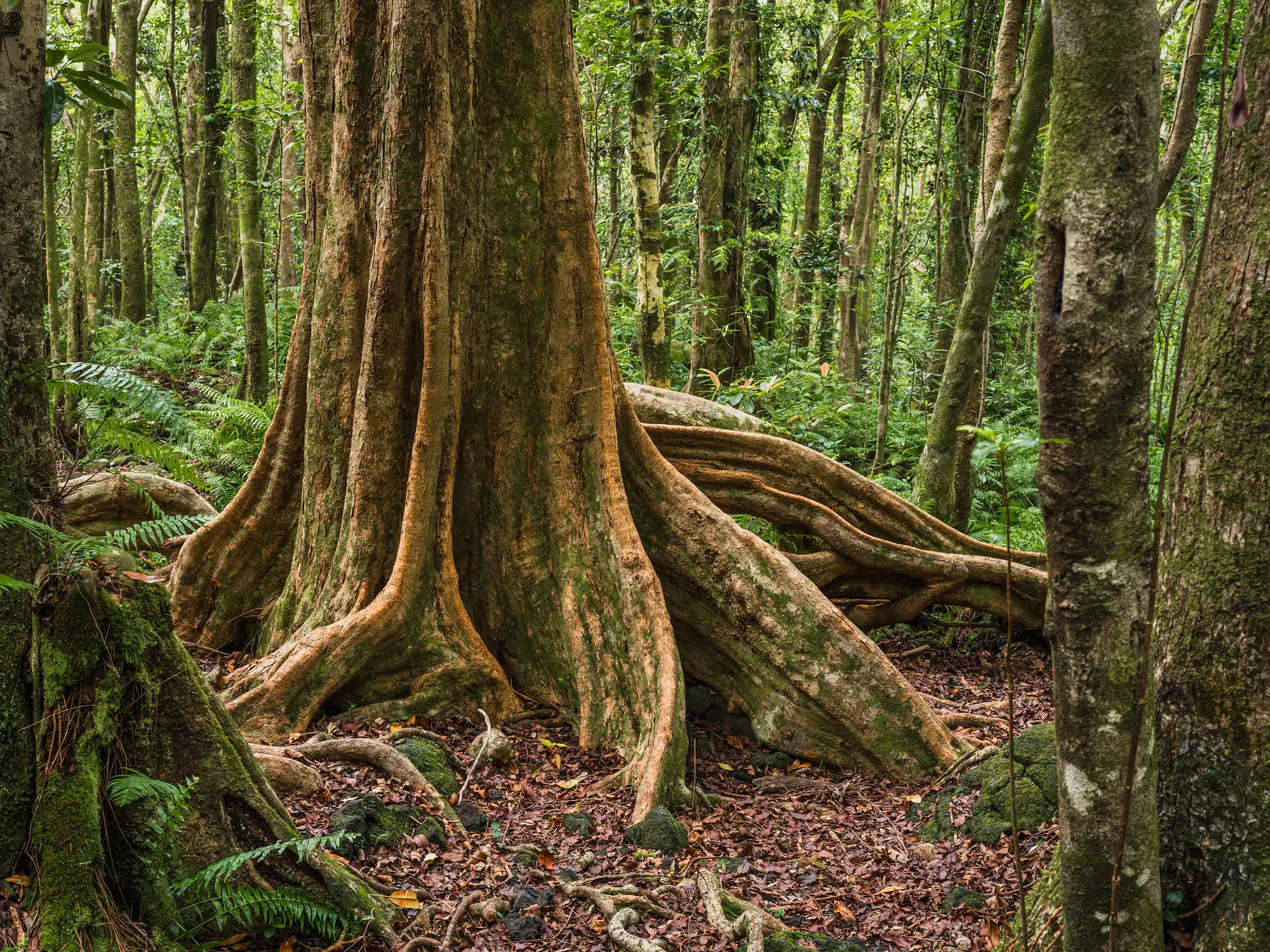 Tronc de Syzygium Borbonicium en forêt primaire de l&rsquo;Ile de la Réunion