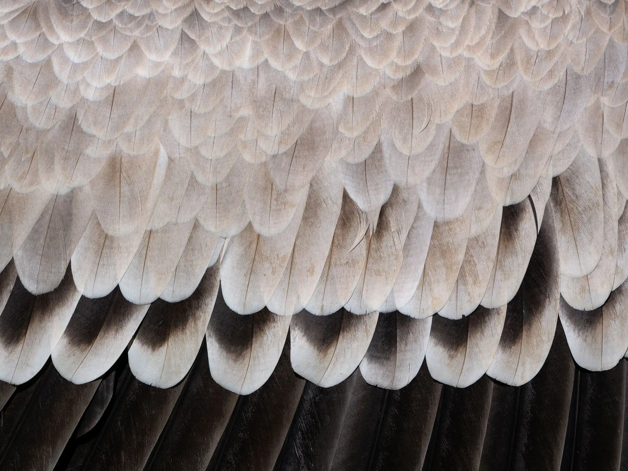 L&rsquo;Envergure Fauve