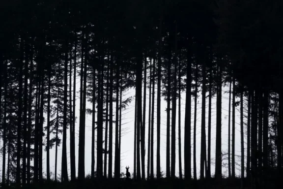 L&rsquo;ombre du Morvan